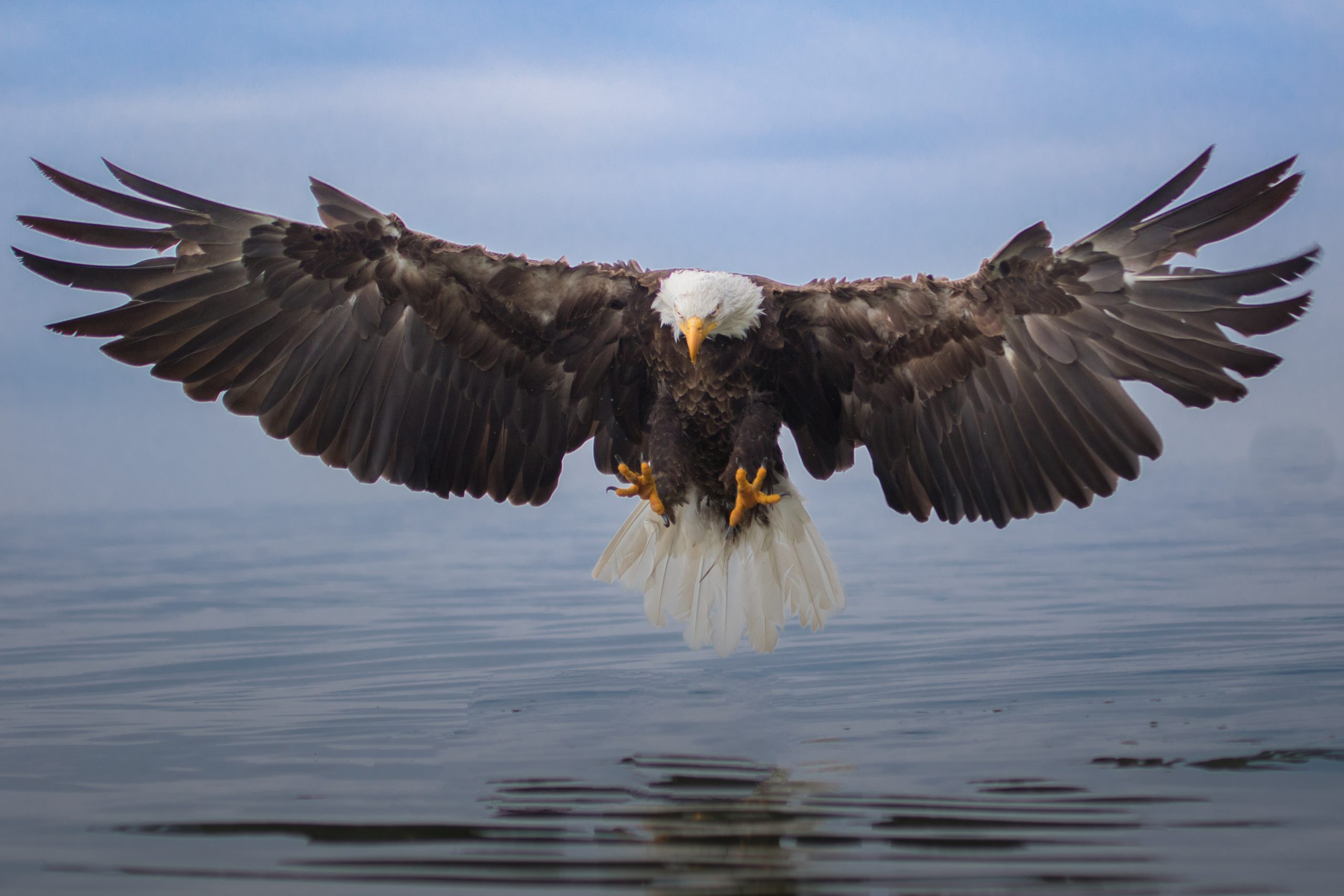 İnternet fenomeni Jackie the Bald Eagle öldü